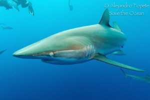 Silky Shark close, Gardens of the Queen Cuba by Alejandro Topete 